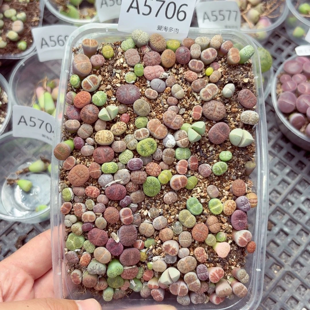 5706—生石花 生石花