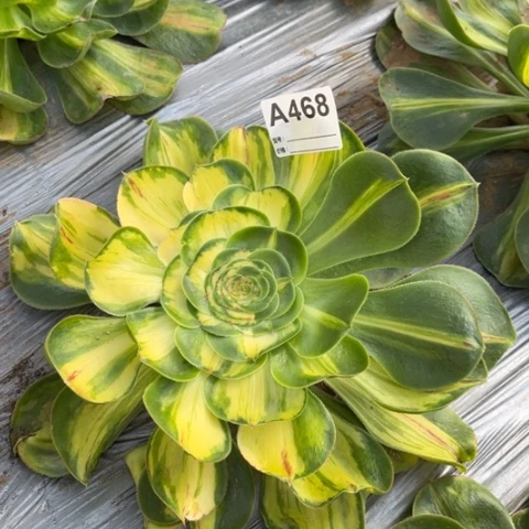 杯***生多肉植物暴君花脸