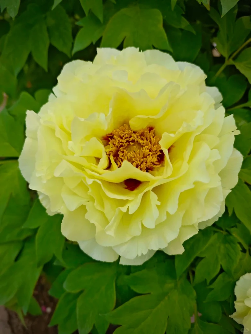 老盆可复花黄冠牡丹国色天香6加仑带盆栽好