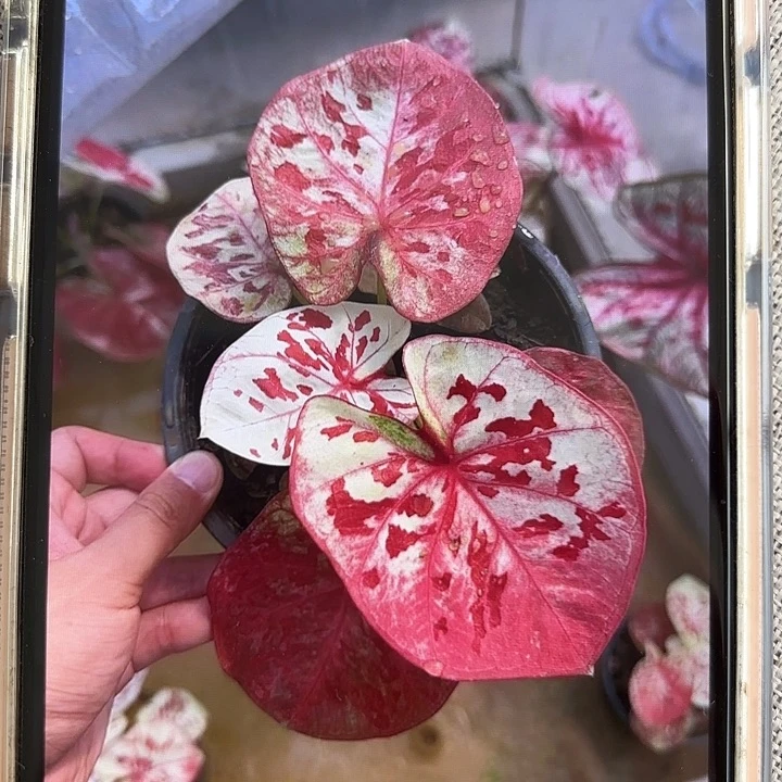 2-0303伊甸园彩叶芋泰国发货