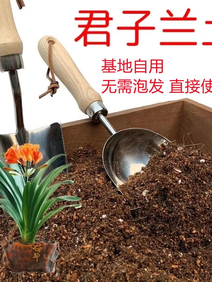 君子兰土花卉专用兰花卉绿植树苗