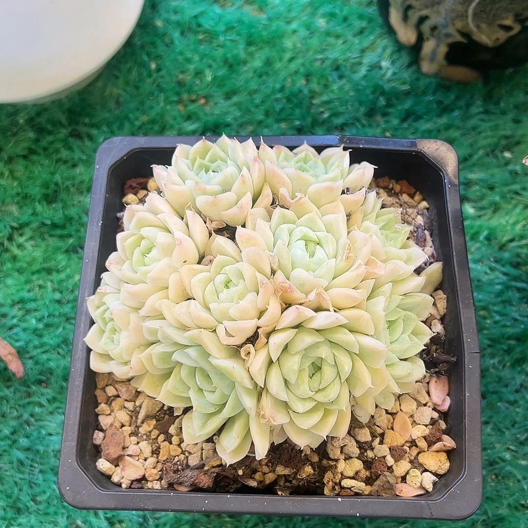 白月影，，，，，，，，，，，，，，，