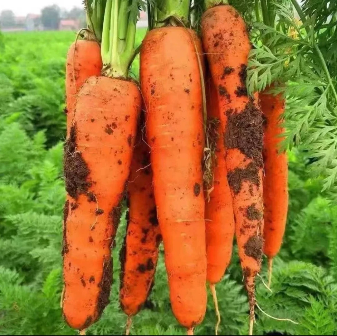 黑田五寸红胡萝卜种子甜脆胡萝卜四季种植阳台小院