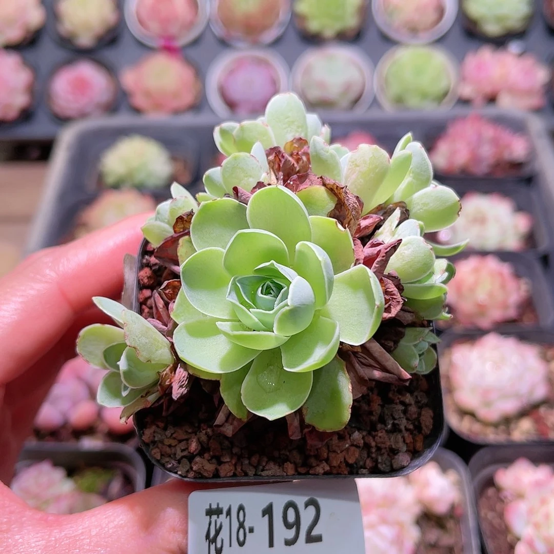 花利美18-192山地玫瑰