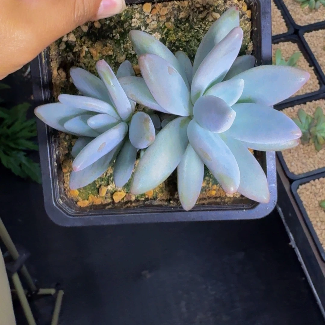 企鹅 双头  一物一拍