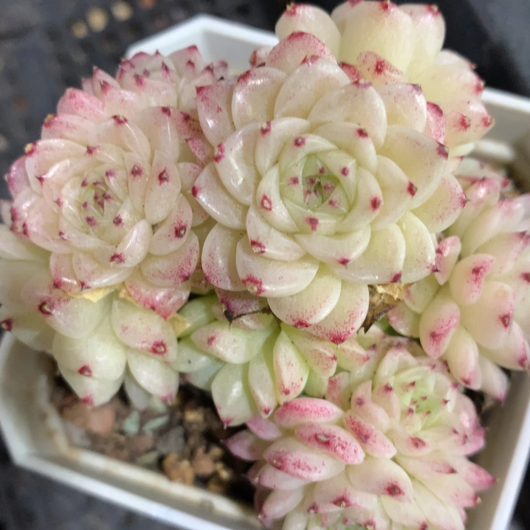 0308-152 麦杆优选