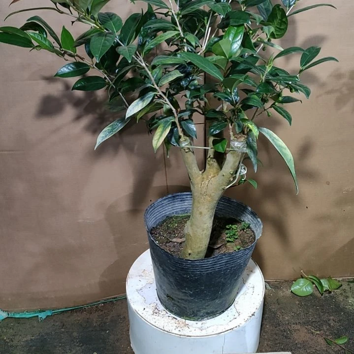 217金花茶，原盆原土发货，不包邮