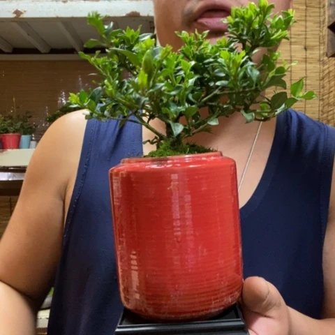 红陶一物一拍所见即所得97