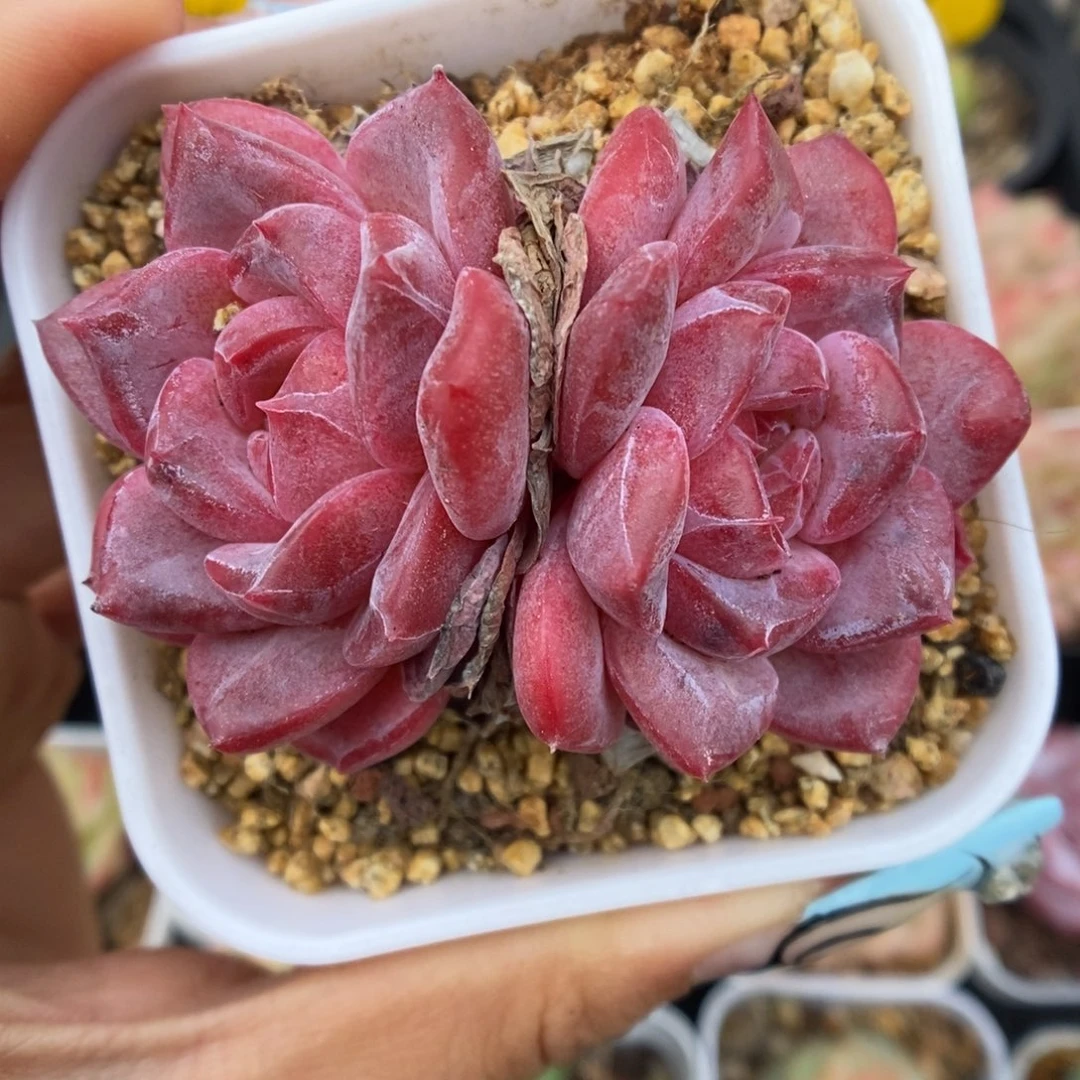 糖心琥珀可拍4946号