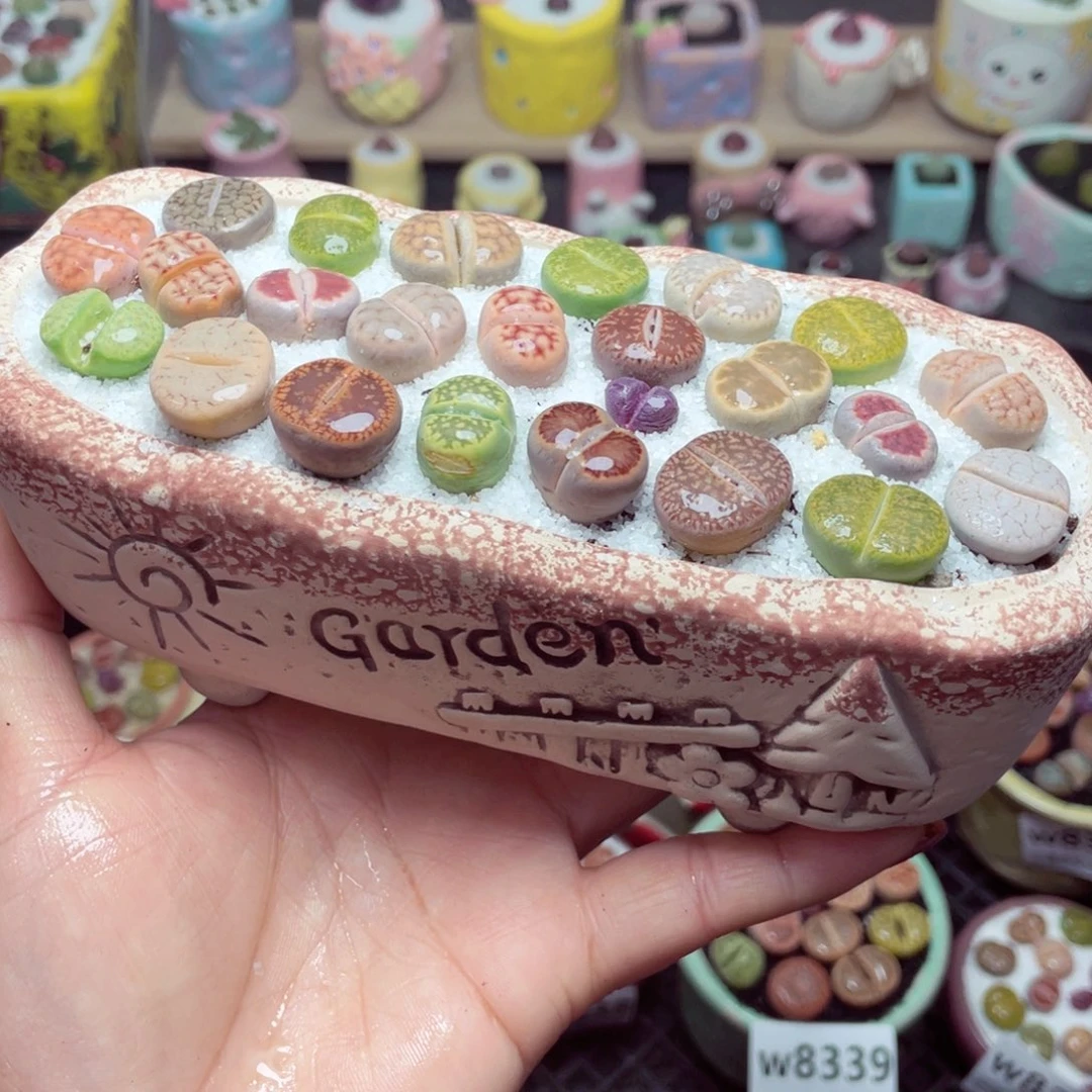 w8341 带盆土发货 -零下地区拍保温箱