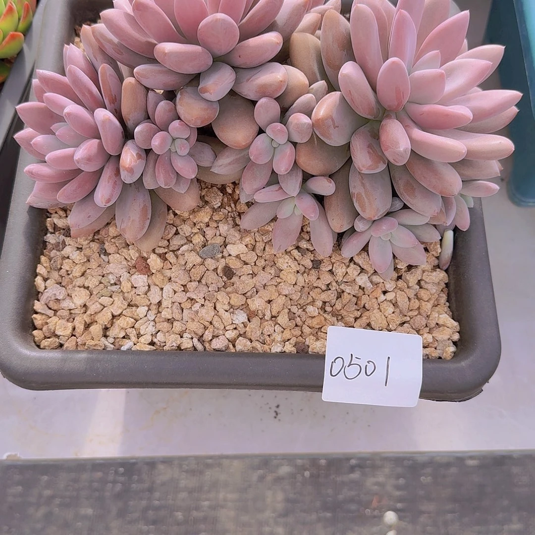 水***蓝0501原始虞多肉植物
