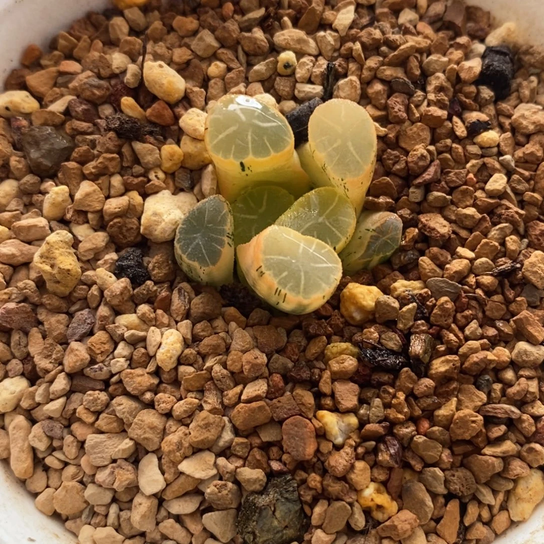 276实生万象锦一物一图