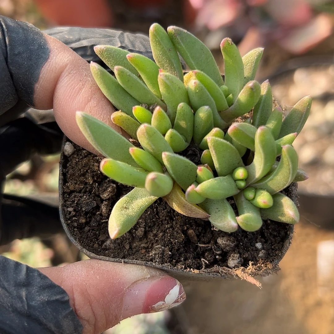 多肉植物多肉植物