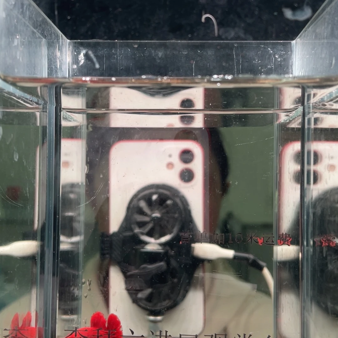 斗鱼印尼精品斗鱼230