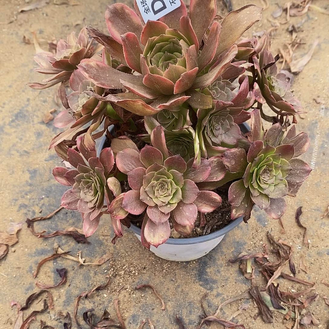 493烟花多肉法师锦多肉