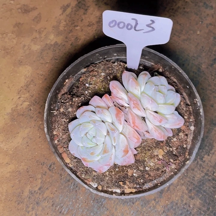 蜜****妈冰玉一物一拍00023