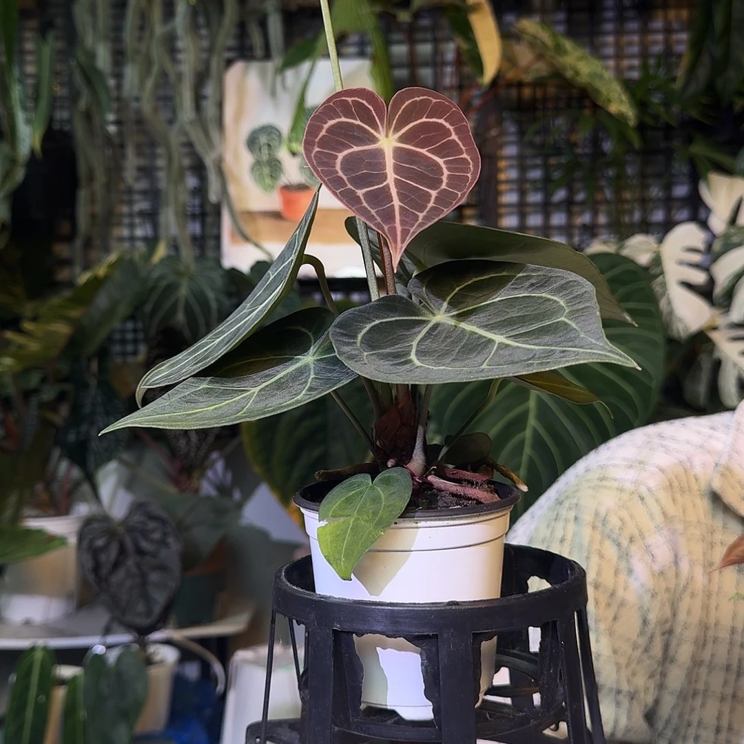 不开花植物G966克莱恩