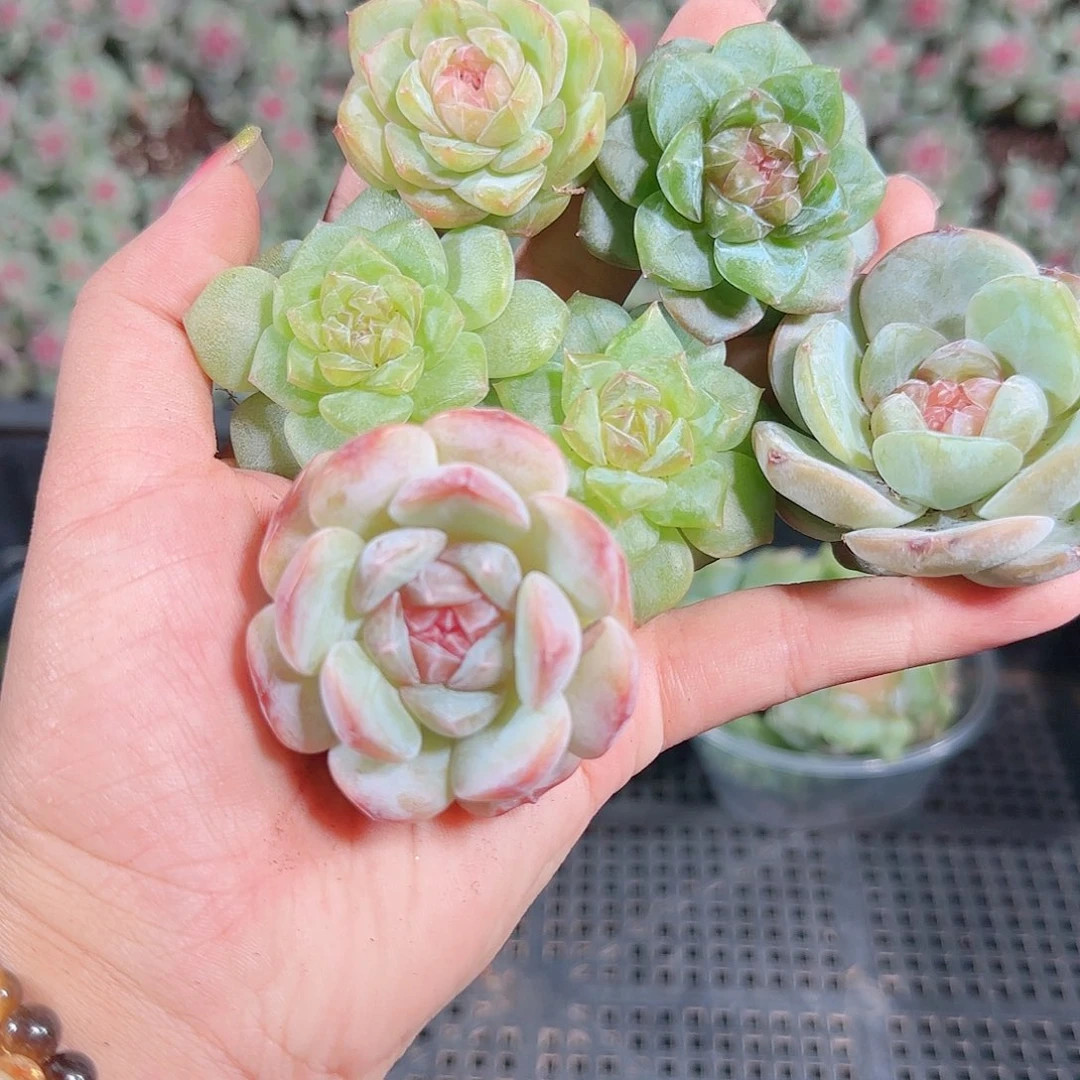 0922---187糖心珍妮