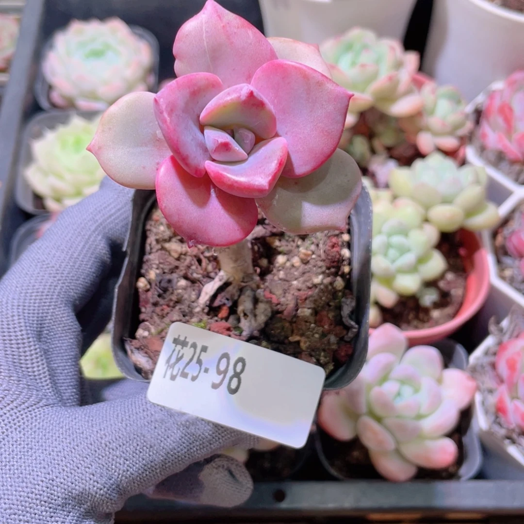 花利美25-98彩虹糖