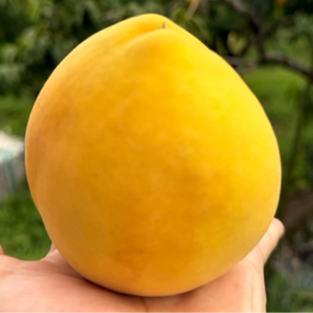 【现摘锦绣黄桃】送礼推荐大果 自家果园新鲜采摘 鲜甜爆汁 顺丰发