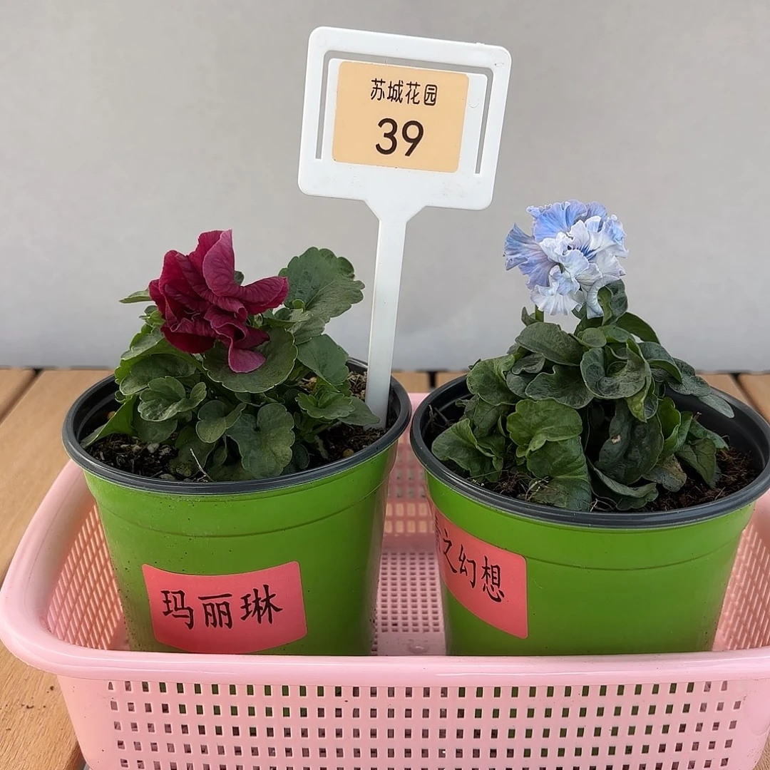 大部分开放少量花苞39