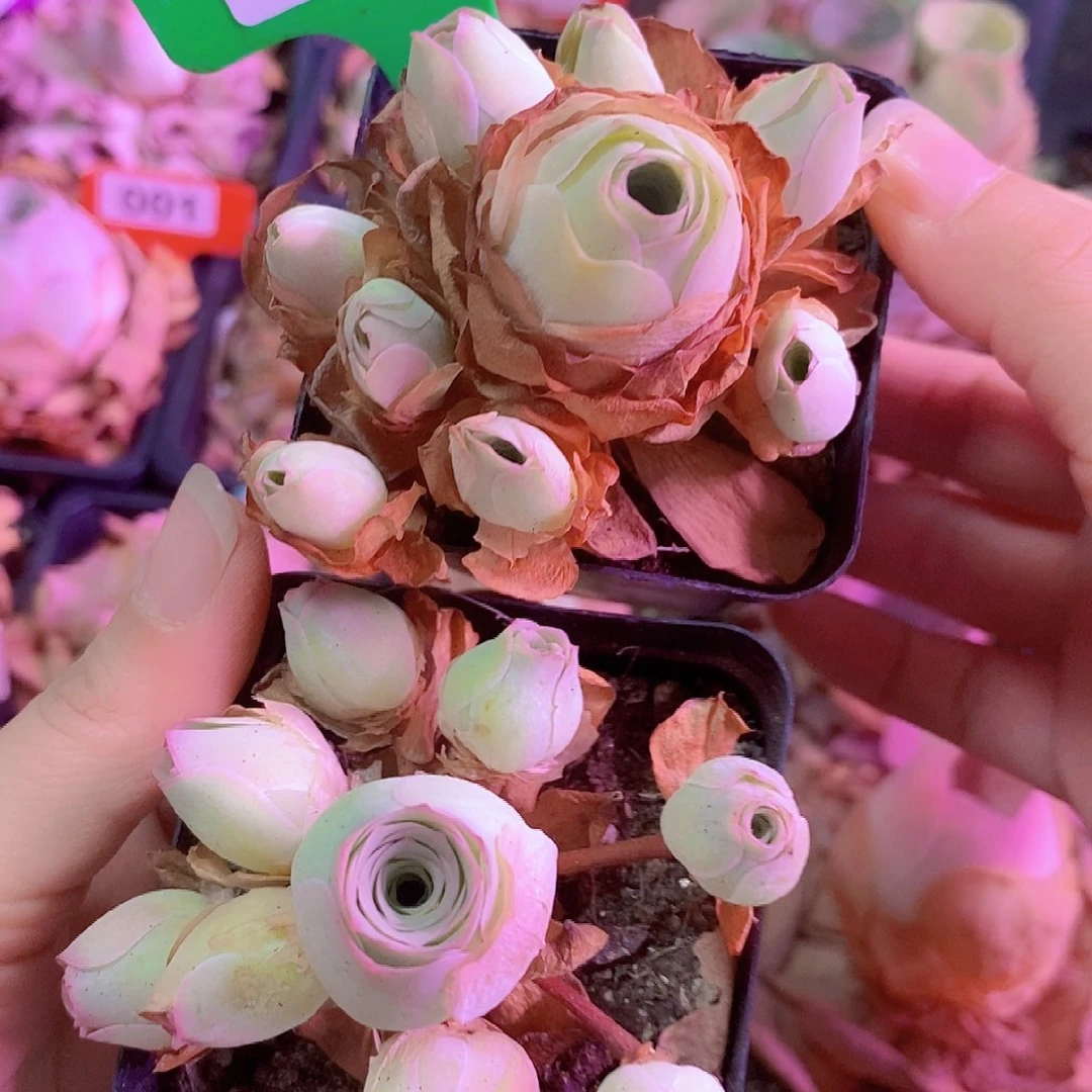 两颗手捧fl一物一拍002