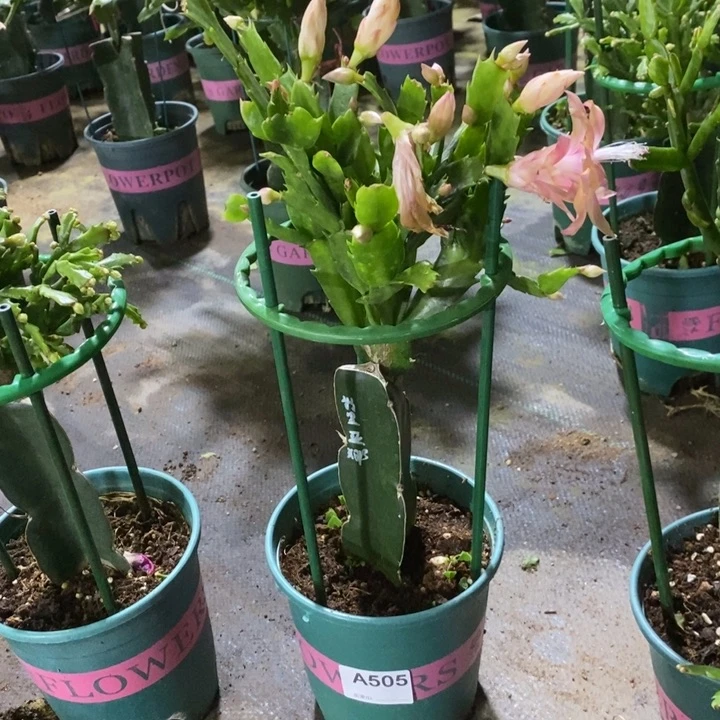 当前无花栽培后可以开花用****5505特里亚纳