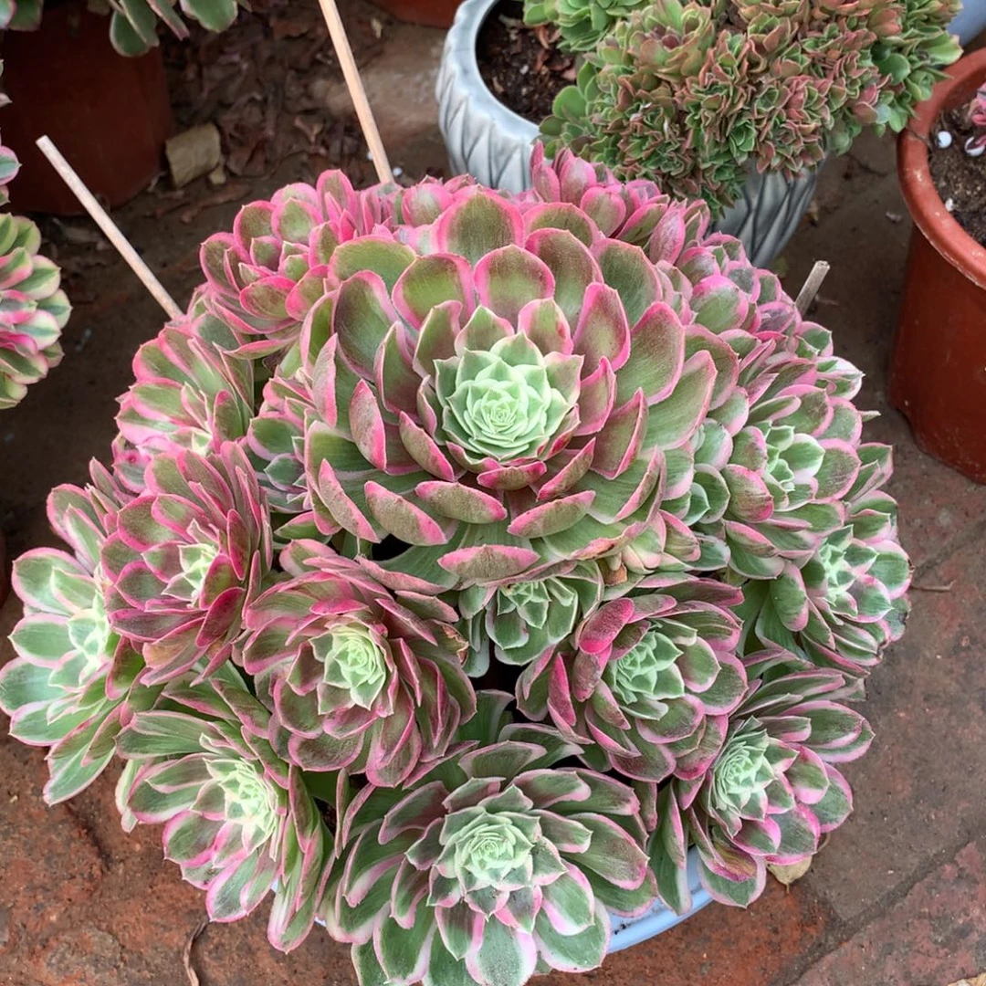 孔雀翎福利，微瑕不包损