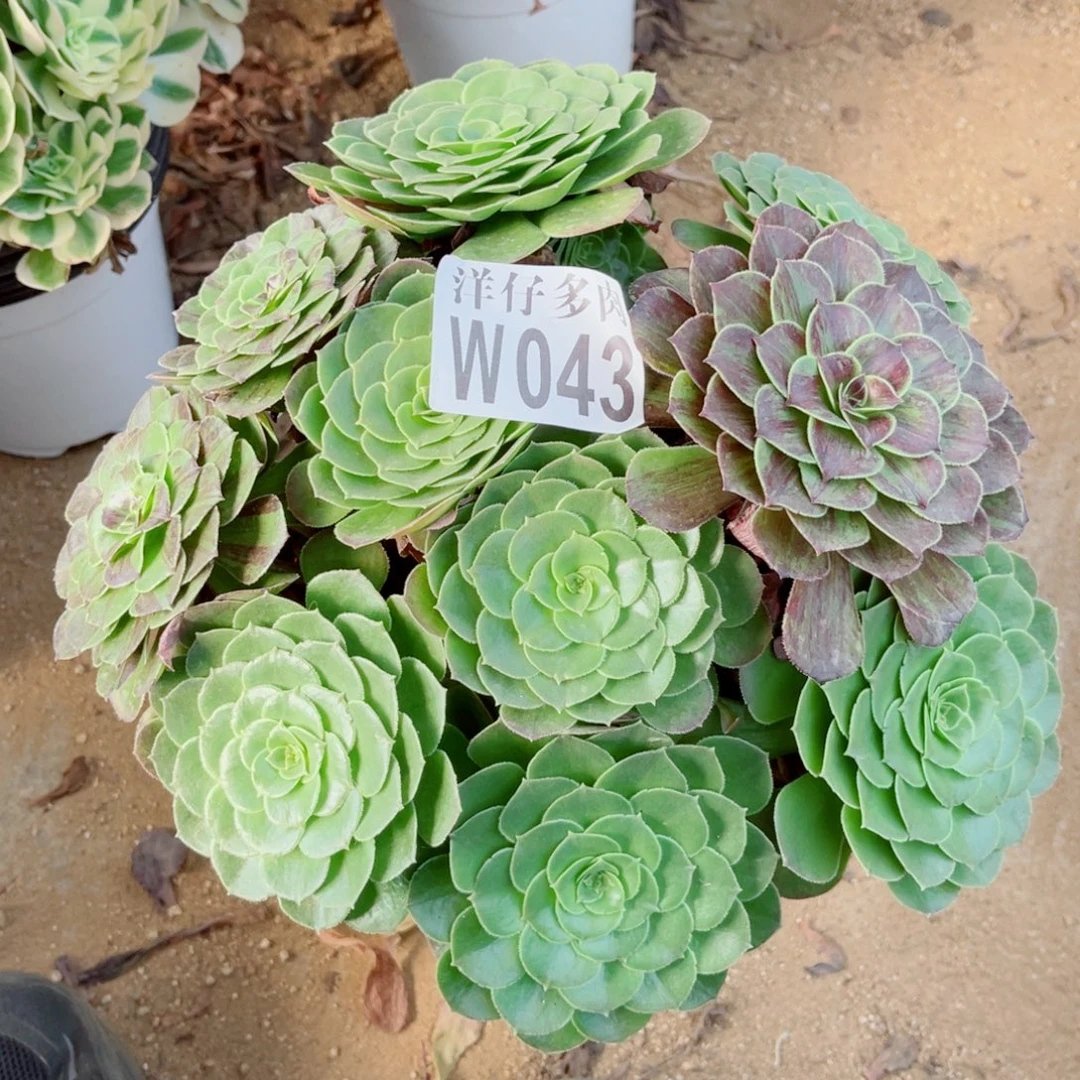 043花月夜尺寸30左右