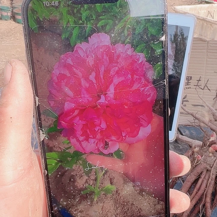 当前无花栽培后可以开花金姆嫁接苗