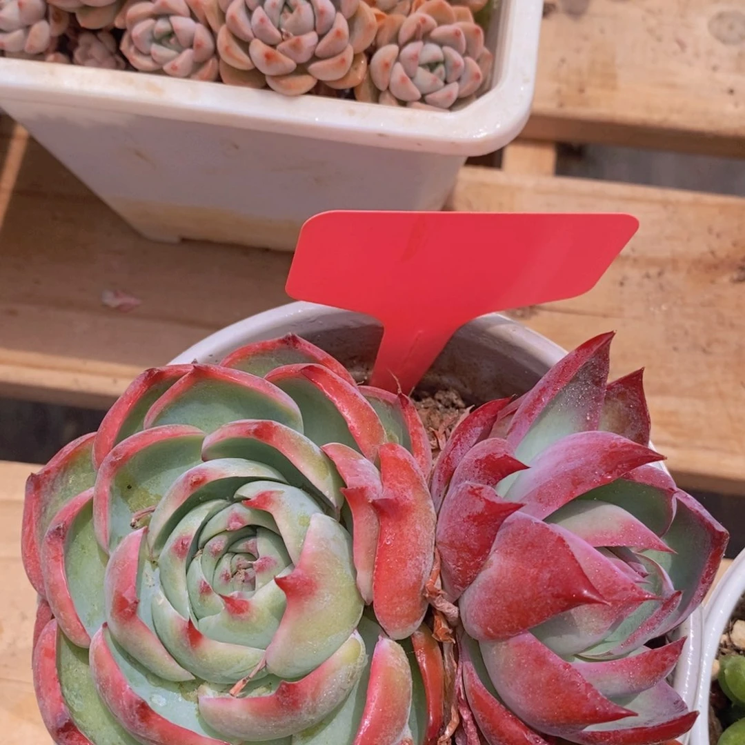 开心多肉，一物一拍，节日快乐