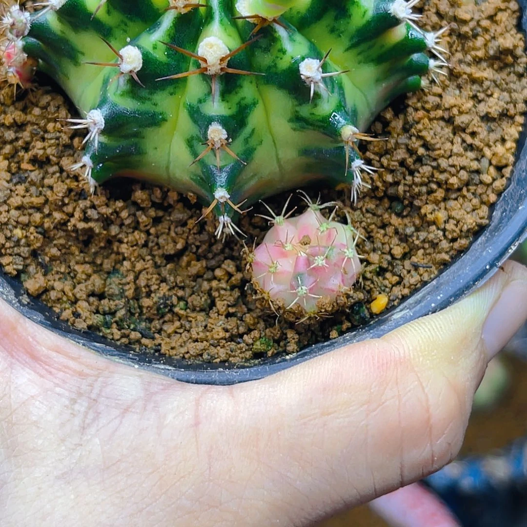 A****e枫叶下方处侧芽 专拍