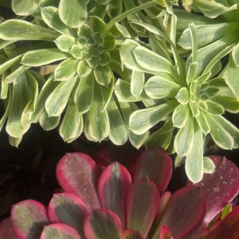 法师碧浪凤冠2颗20-25