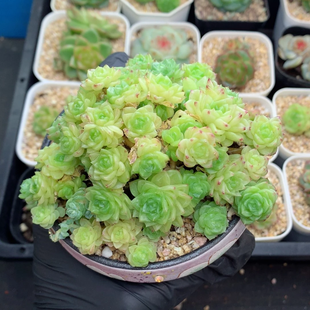 58包邮  群生不包整麦秆群118
