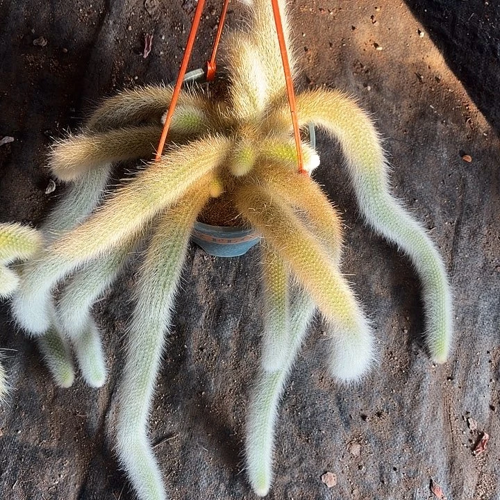 超大九尾狐 4满12.9包邮