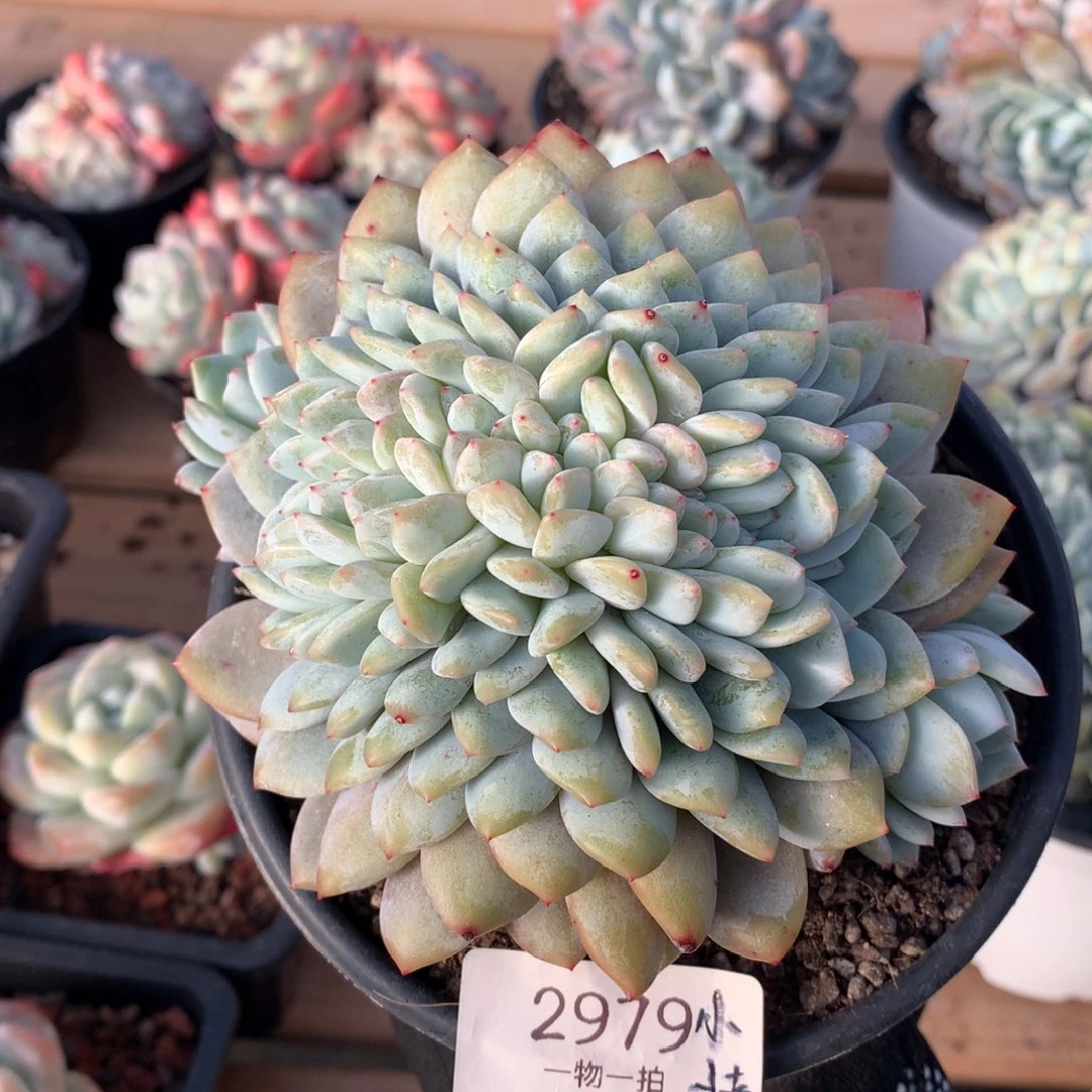 小****Y12厘米星影缀2979