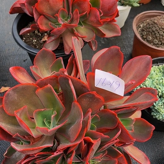 美*姜红酒羊16019