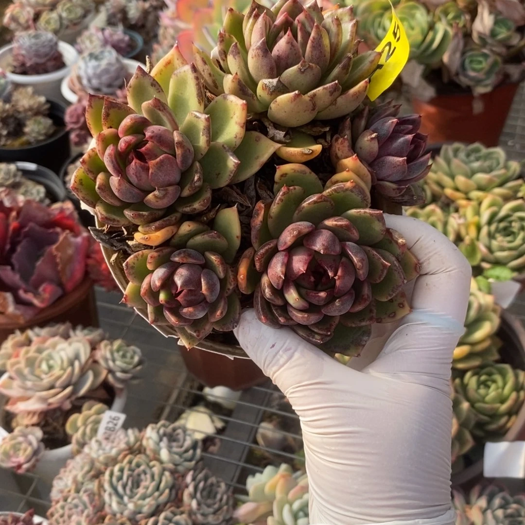 254黑水晶一物一拍