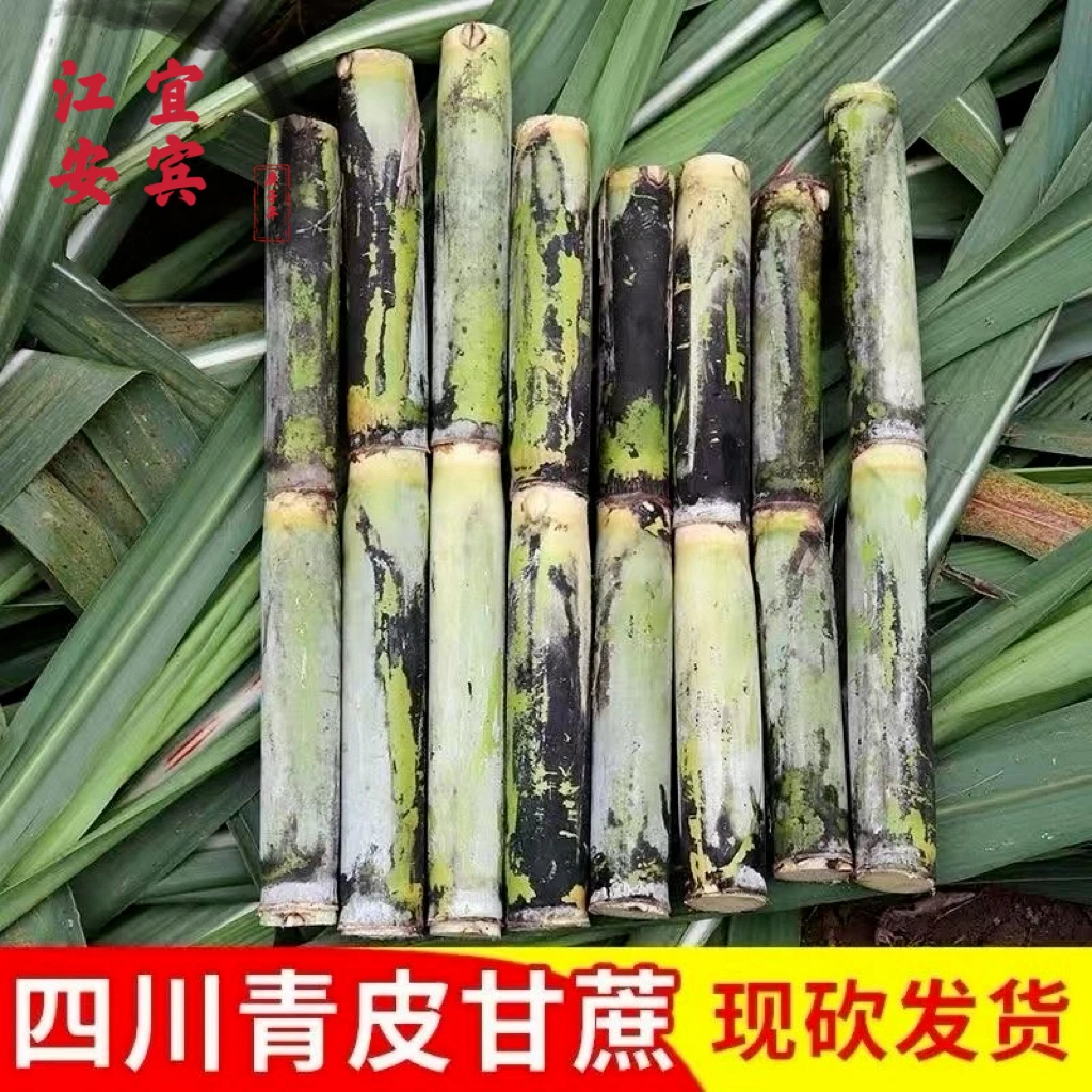 【四川青皮甘蔗】新鲜青皮水果现砍现发新鲜直达脆甜爆汁脆绿皮甘蔗