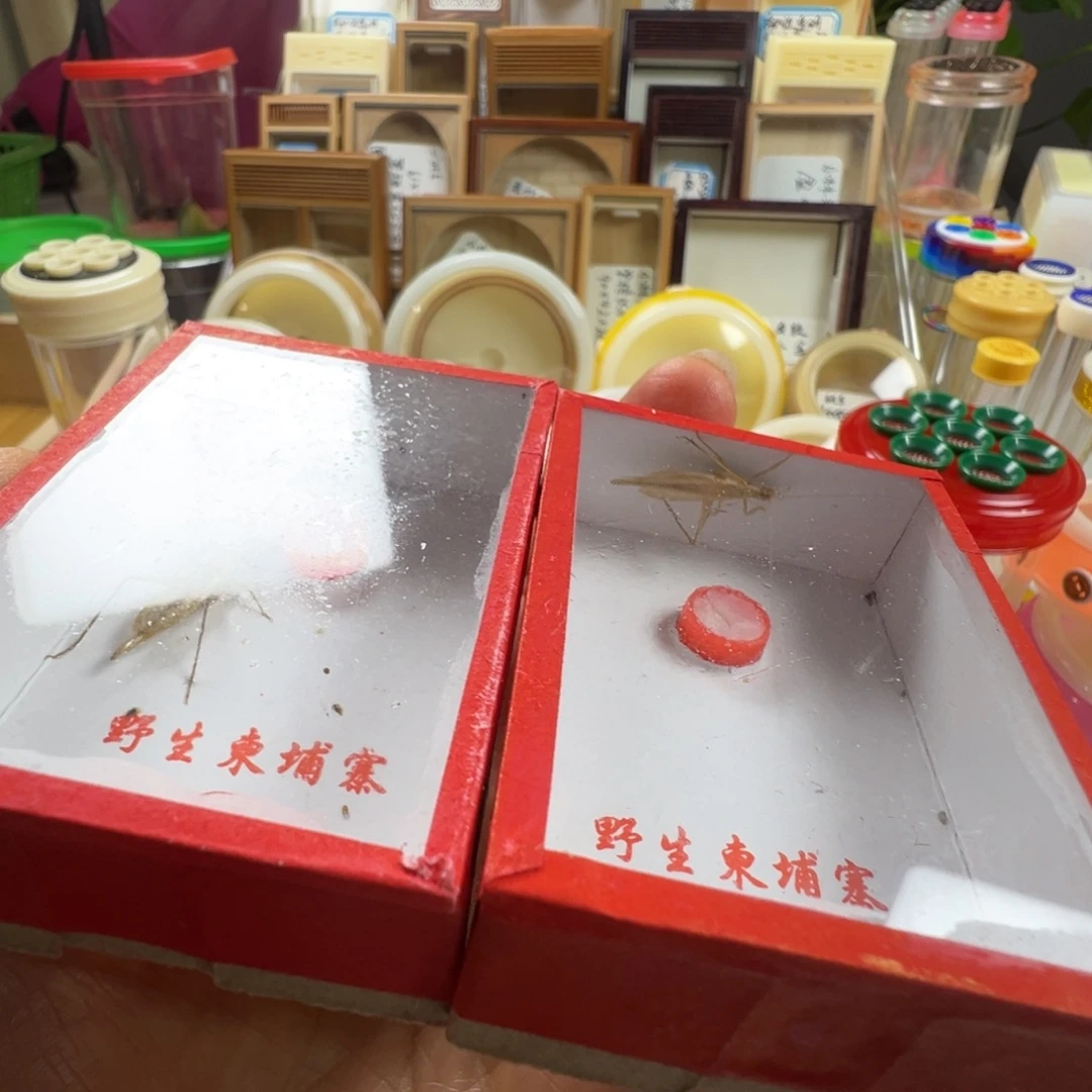 玩***蟋蟀两只柬埔寨竹蛉