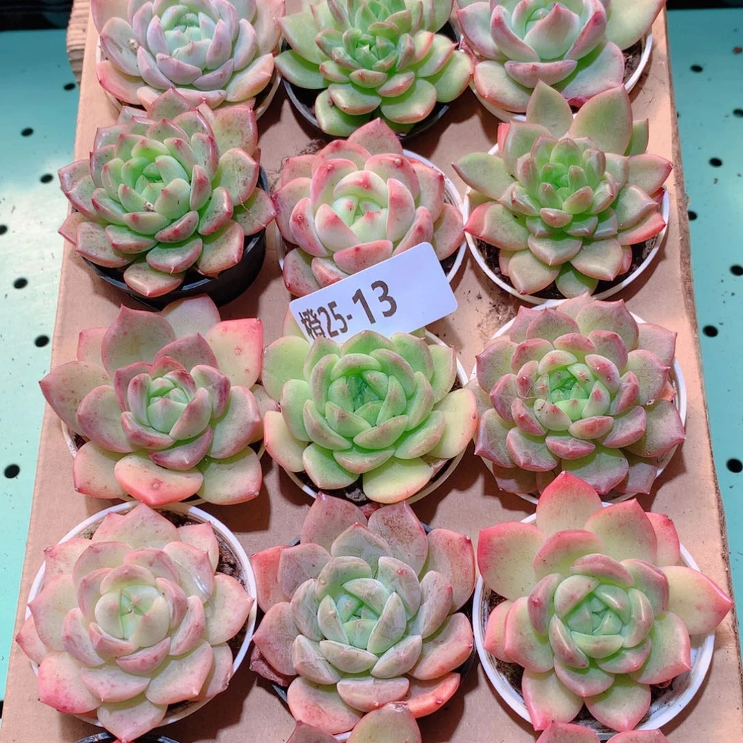25-13一物一拍多肉带盆18颗