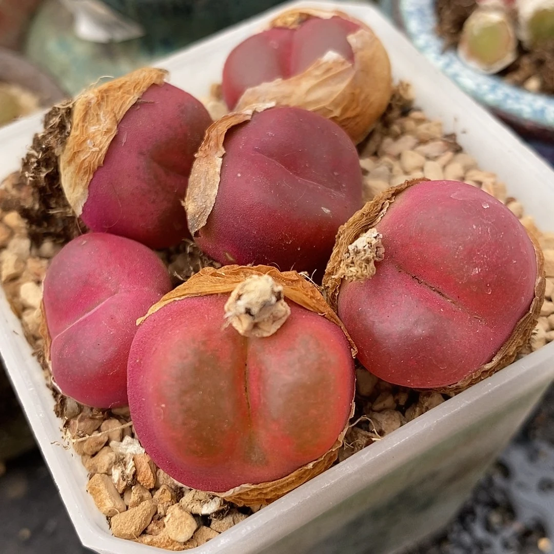 母本红宝石一颗一颗