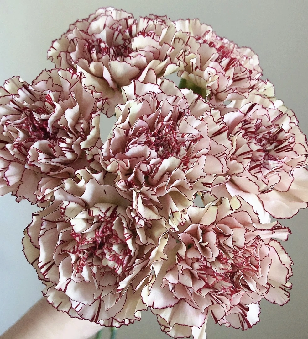 【2单顺丰包邮】单头康乃馨 玛雅公主 云南鲜花基地现采直发