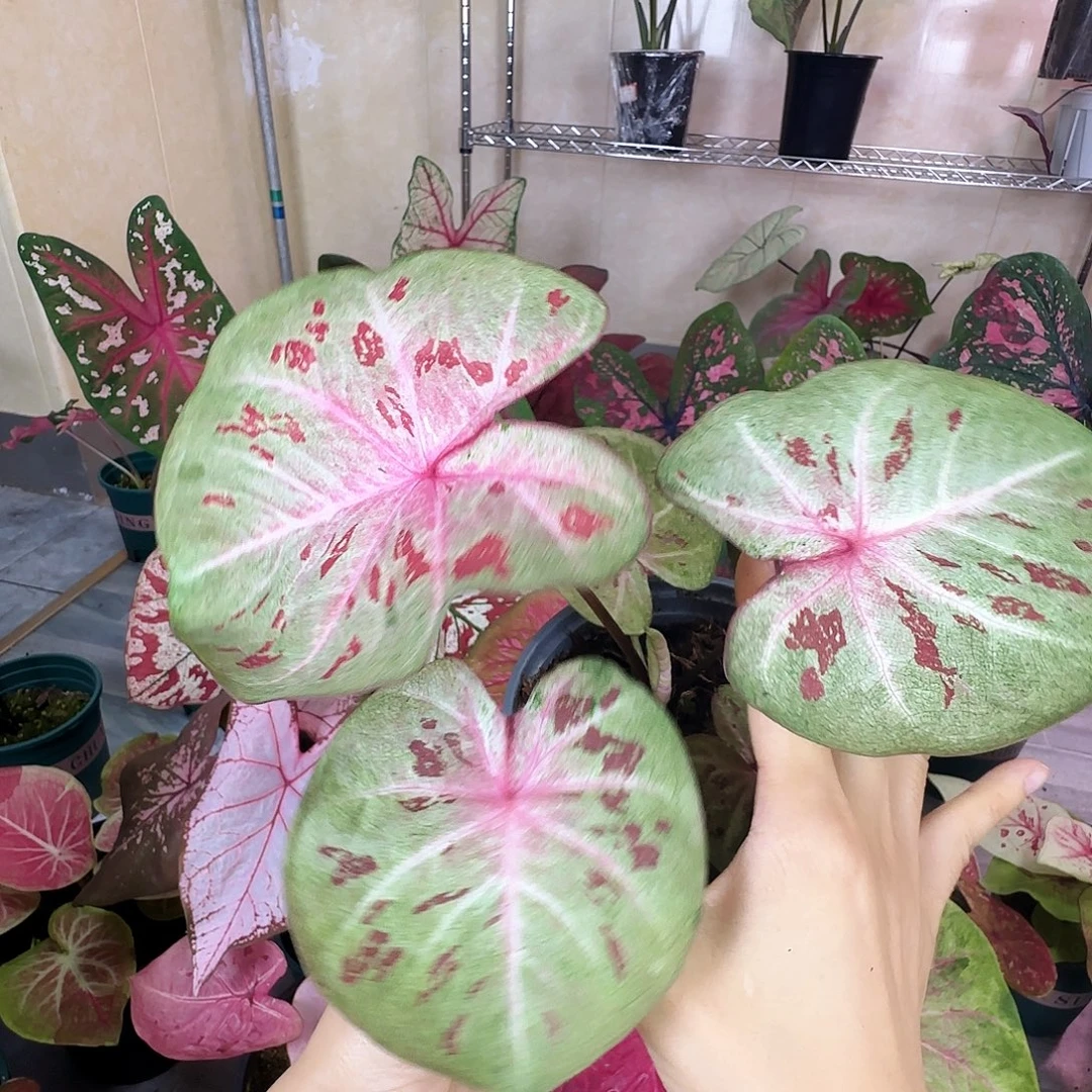 完全开放      96芭提雅