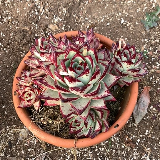 云**轻每日特价活动开始啦