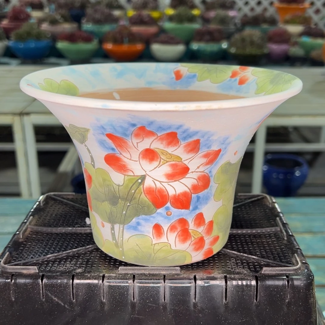 从前慢多肉精选编号0122.148