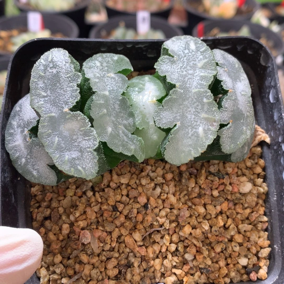 猛犸玉扇带盆发货