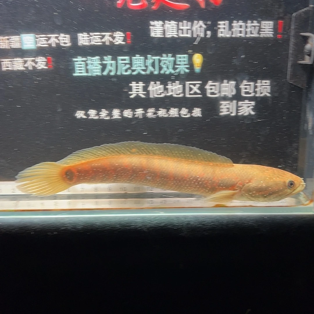 雷龙鱼七星雷龙七星雷龙