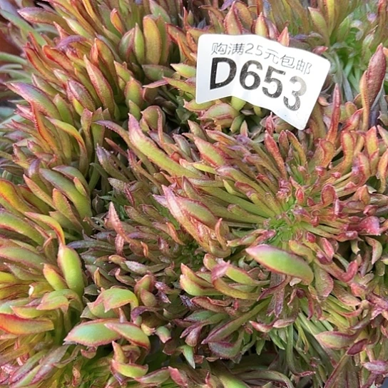 ?****?多肉植物一个