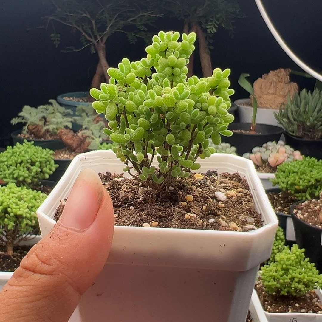 密橘糖球10.13多肉